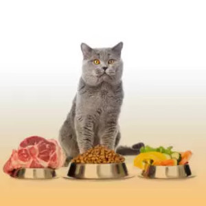 غذای گربه