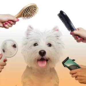 آرایشی بهداشتی سگ